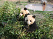 panda - 07.jpg (156067 bytes)