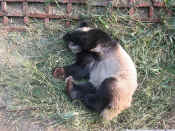 panda - 08.jpg (189239 bytes)