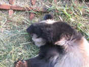 panda - 09.jpg (150872 bytes)