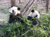 panda - 10.jpg (179181 bytes)