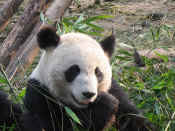panda - 12.jpg (117673 bytes)