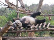 panda - 13.jpg (127773 bytes)