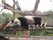panda - 17.jpg (108313 bytes)