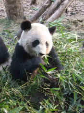 panda - 19.jpg (141210 bytes)