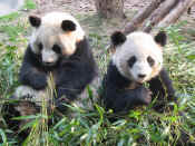 panda - 21.jpg (129207 bytes)