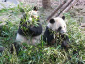 panda - 23.jpg (173994 bytes)