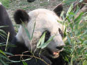 panda - 25.jpg (100618 bytes)