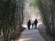 panda - 26.jpg (155366 bytes)