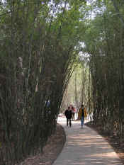 panda - 27.jpg (132014 bytes)