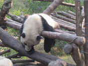 panda - 30.jpg (97883 bytes)
