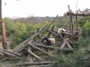 panda - 32.jpg (126428 bytes)