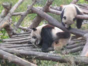 panda - 35.jpg (125049 bytes)