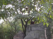 panda - 47.jpg (122364 bytes)