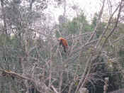 panda - 49.jpg (151031 bytes)