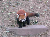 panda - 56.jpg (167404 bytes)