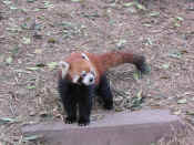 panda - 57.jpg (155448 bytes)