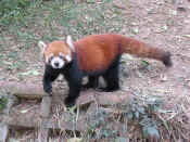 panda - 58.jpg (159067 bytes)