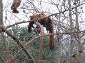 panda - 62.jpg (108843 bytes)