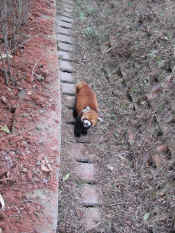 panda - 67.jpg (159896 bytes)