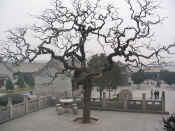 xian-pagode oie sauvage-025.jpg (109751 bytes)